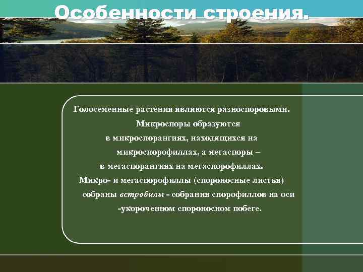 Особенности строения. Голосеменные растения являются разноспоровыми. Микроспоры образуются в микроспорангиях, находящихся на микроспорофиллах, а