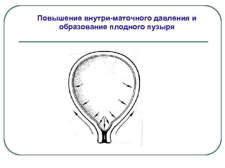 Повышение внутри-маточного давления и образование плодного пузыря 