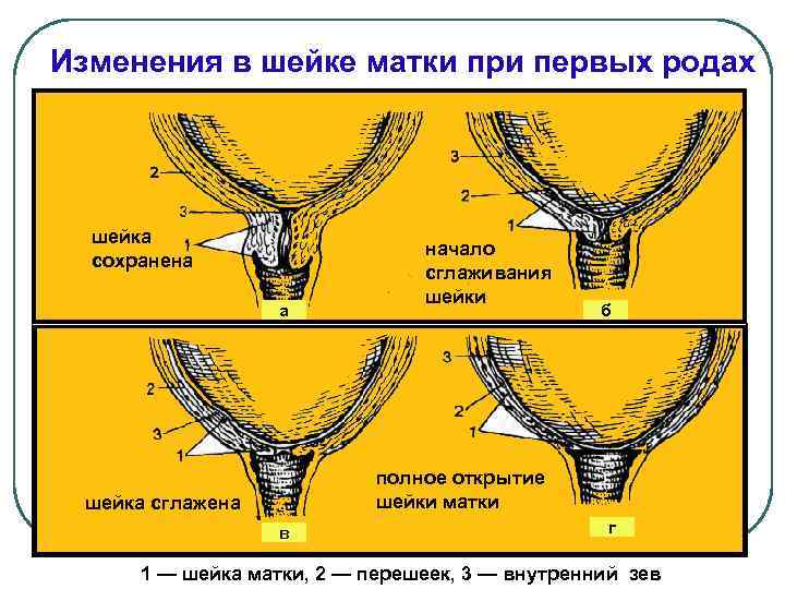 Матка открывается. Раскрытие шейки матки. Раскрытие шейки матки при родах. Шейка матки перед родами.