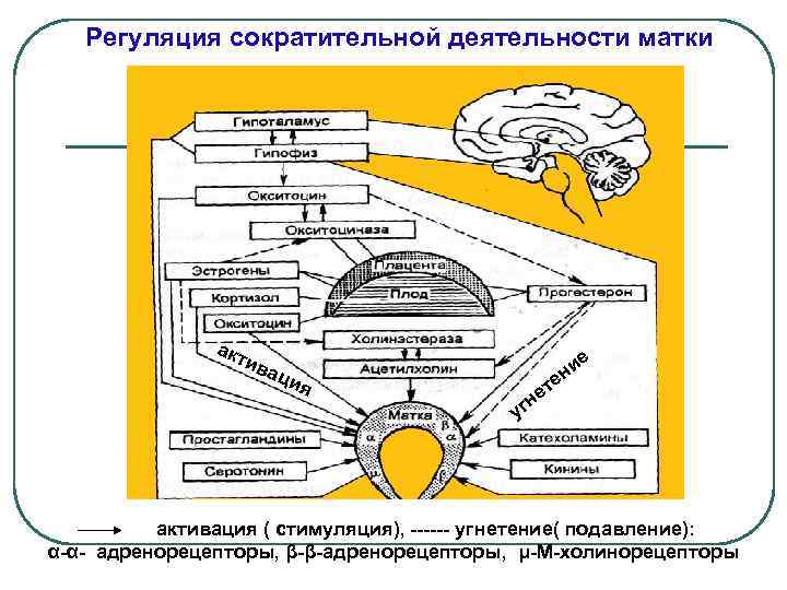 Регуляция сократительной деятельности матки акт ив ие н аци я е ет н уг