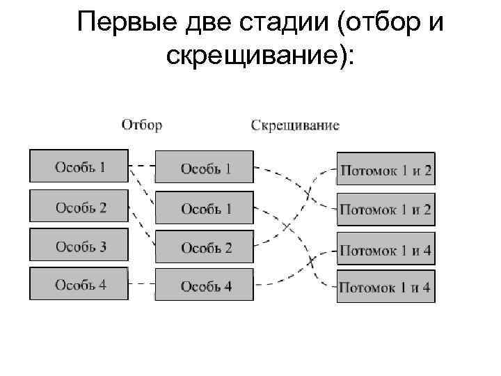 Первые две стадии (отбор и скрещивание): 