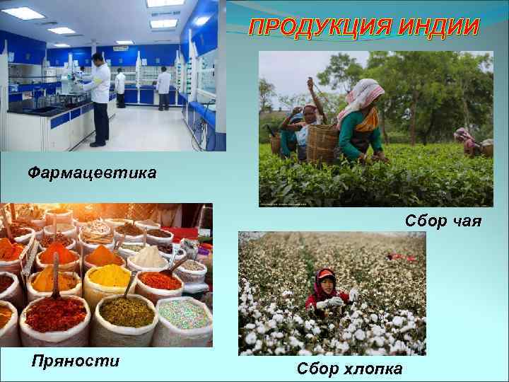 ПРОДУКЦИЯ ИНДИИ Фармацевтика Сбор чая Пряности Сбор хлопка 