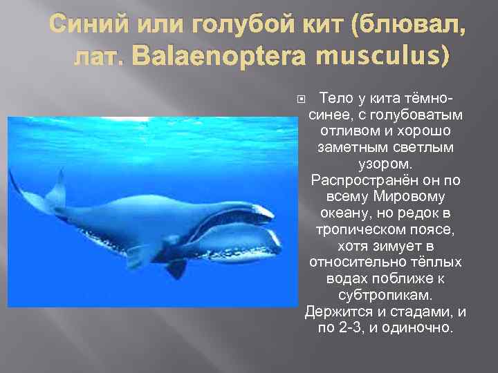 Как можно объяснить распространение синего. Голубой кит Balaenoptera musculus. Синий или голубой кит. Блювал (голубой или синий кит). Форма тела кита.