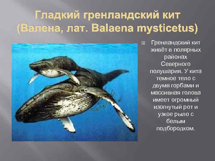Гладкий гренландский кит (Валена, лат. Balaena mysticetus) Гренландский кит живёт в полярных районах Северного