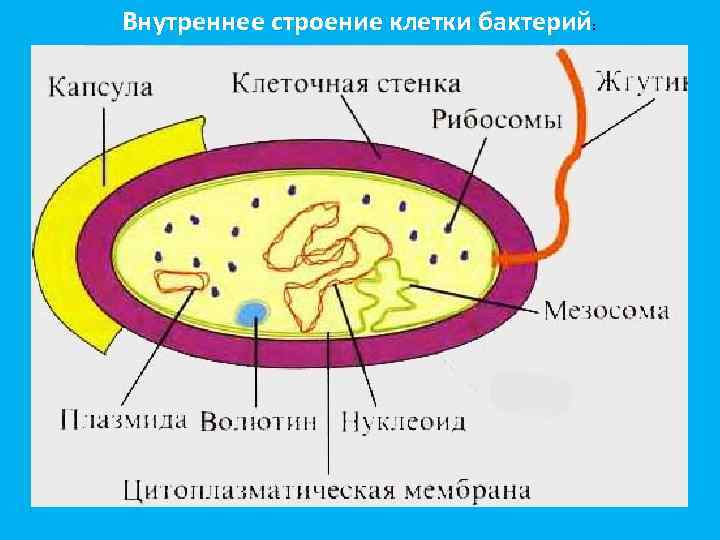 Внутреннее строение клетки бактерий: 