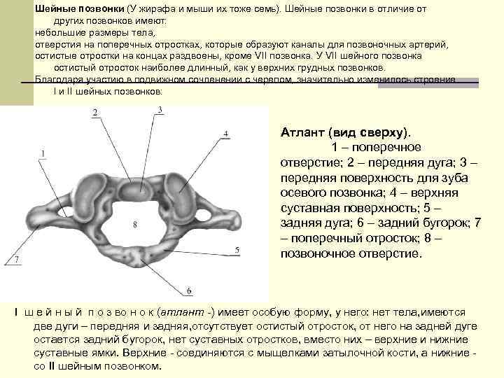 Шейные позвонки жирафа фото