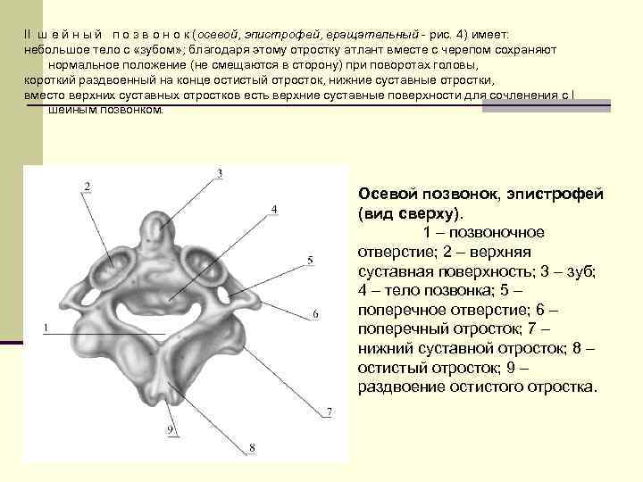 Соединение скелета туловища