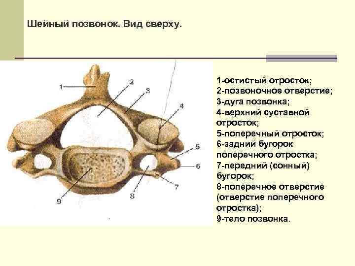 5 строение 4. 4 Шейный позвонок анатомия. Четвертый шейный позвонок строение. Третий шейный позвонок анатомия строение. 4 Шейный позвонок вид снизу.