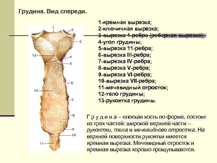 Грудины 5. Строение грудины анатомия. Вырезка грудины. Яремная вырезка грудины. Вырезки рукоятки грудины.