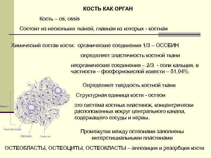 КОСТЬ КАК ОРГАН Кость – os, ossis Состоит из нескольких тканей, главная из которых