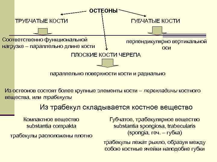 ОСТЕОНЫ ТРУБЧАТЫЕ КОСТИ ГУБЧАТЫЕ КОСТИ Соответственно функциональной нагрузке – параллельно длине кости перпендикулярно вертикальной