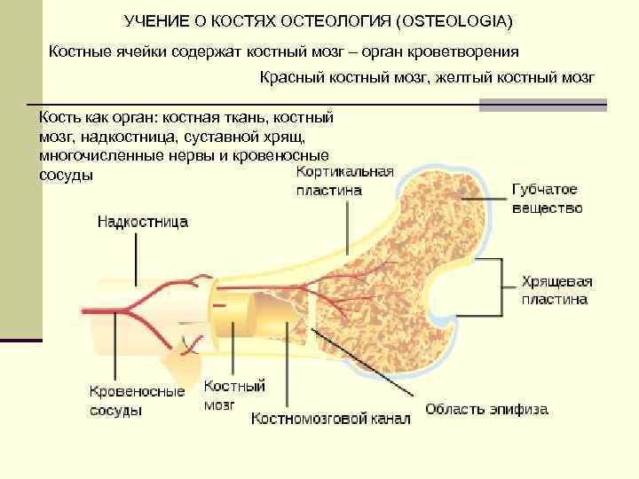 Костный мозг функции. Костная. Ткань суставной хрящ надкостница костный мозг. Желтый костный мозг в кости. Функции желтого костного мозга в кости.