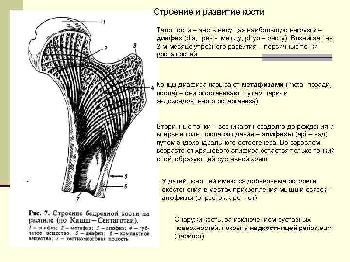 Развитие и строение. Строение и развитие костей. Развитие костей туловища. Структура рост развитие костей. Развитие костей анатомия.