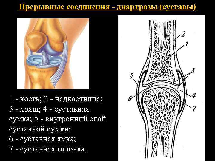 Суставное соединение костей