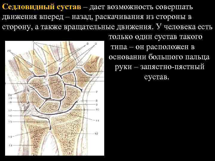 Группы суставов