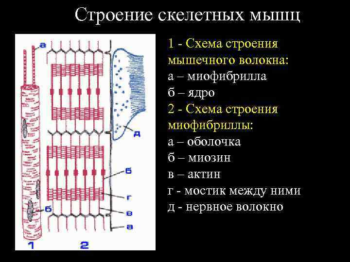 Мышечное волокно скелетной мышцы. Ультрамикроскопическое строение миофибриллы. Схема строения поперечно-полосатого мышечного волокна. Электронно микроскопическое строение мышечного волокна. Микроскопическая структура мышечного волокна.