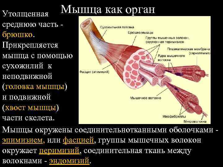 Прикреплены к костям