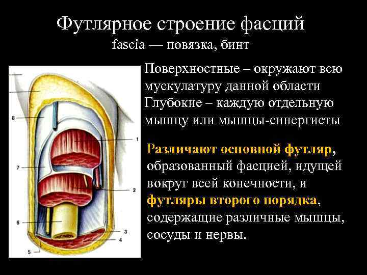 Законы пирогова. Футлярное строение. Строение фасциальных футляров мышц. Строение фасции. Строение фасции анатомия.