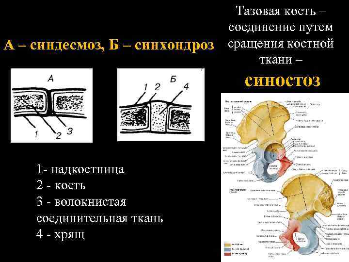 Тазовое соединение