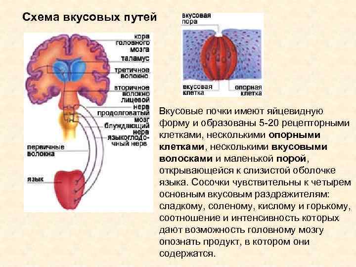 Нарисовать блок схемы обонятельного и вкусового анализаторов