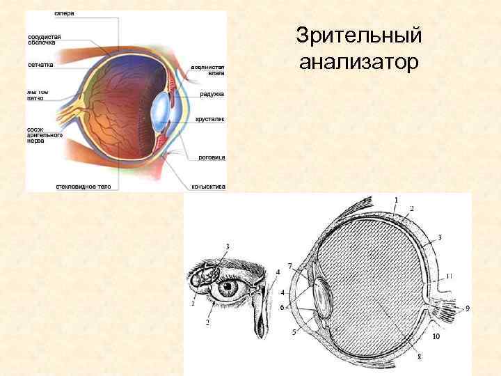 Зрительный анализатор 