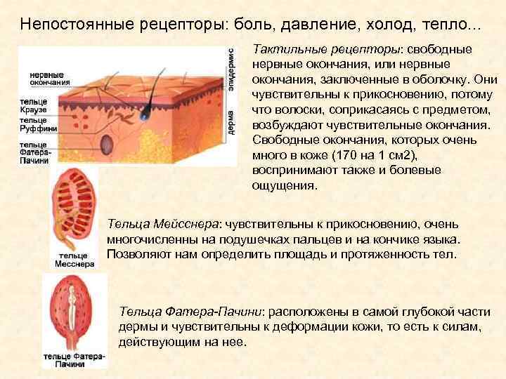 Непостоянные рецепторы: боль, давление, холод, тепло. . . Тактильные рецепторы: свободные нервные окончания, или