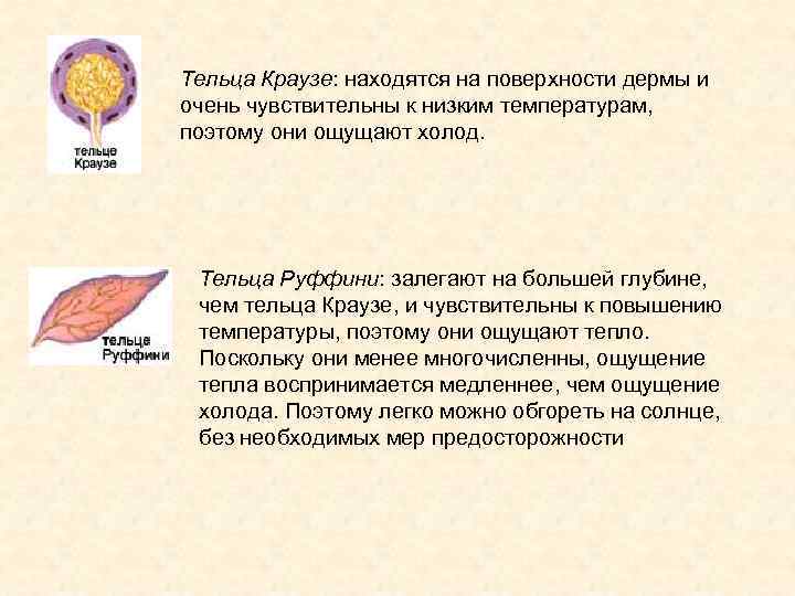 Тельца Краузе: находятся на поверхности дермы и очень чувствительны к низким температурам, поэтому они