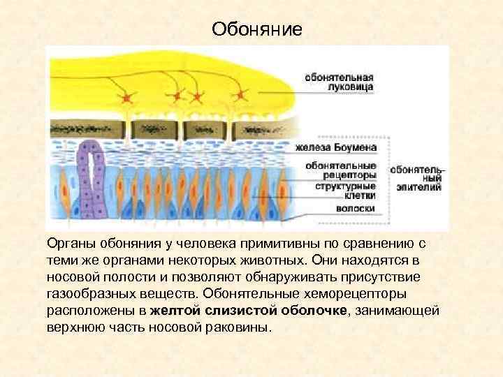 Обоняние Органы обоняния у человека примитивны по сравнению с теми же органами некоторых животных.