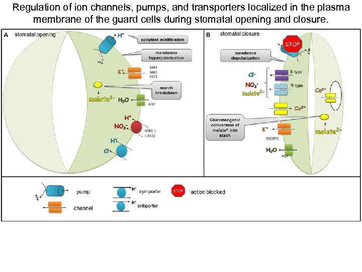 Regulation of ion channels, pumps, and transporters localized in the plasma membrane of the