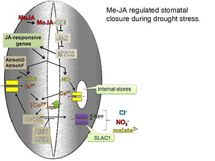 Me-JA regulated stomatal closure during drought stress. 