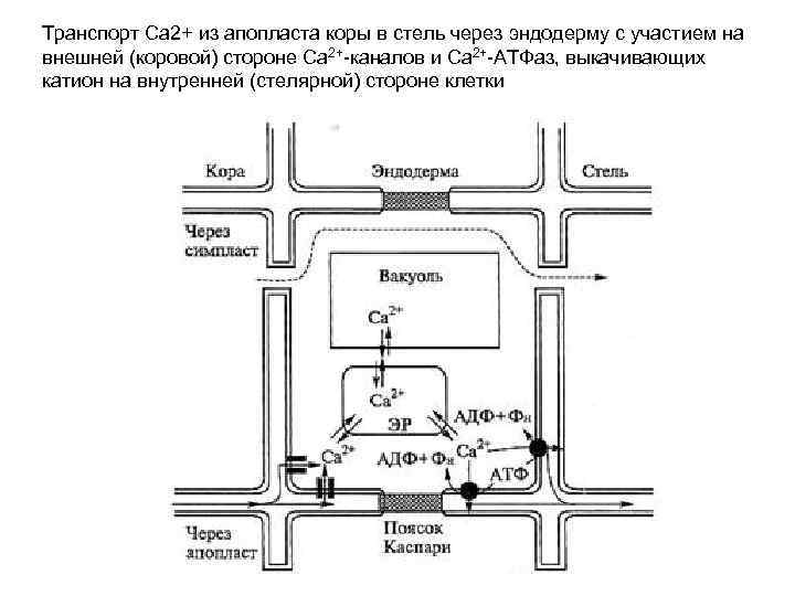 Транспорт Са 2+ из апопласта коры в стель через эндодерму с участием на внешней