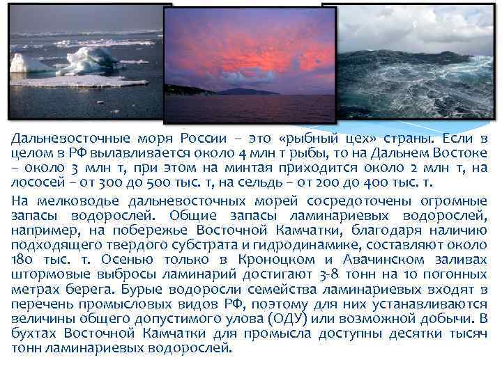 Дальневосточные моря России – это «рыбный цех» страны. Если в целом в РФ вылавливается