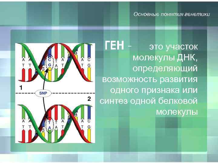 Презентация урока по генетике