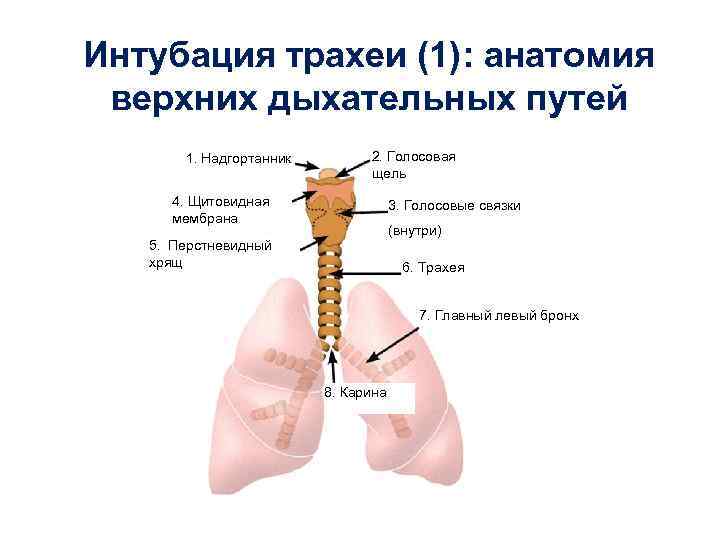 Интубация трахеи (1): анатомия верхних дыхательных путей 1. Надгортанник 2. Голосовая щель 4. Щитовидная