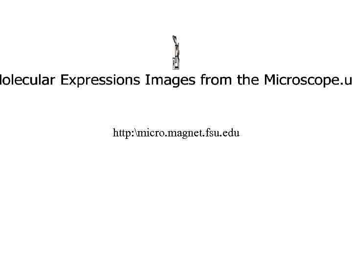 http: micro. magnet. fsu. edu 