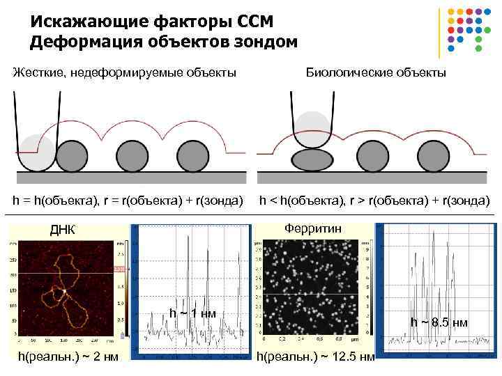 Искажающие факторы ССМ Деформация объектов зондом Жесткие, недеформируемые объекты Биологические объекты h = h(объекта),