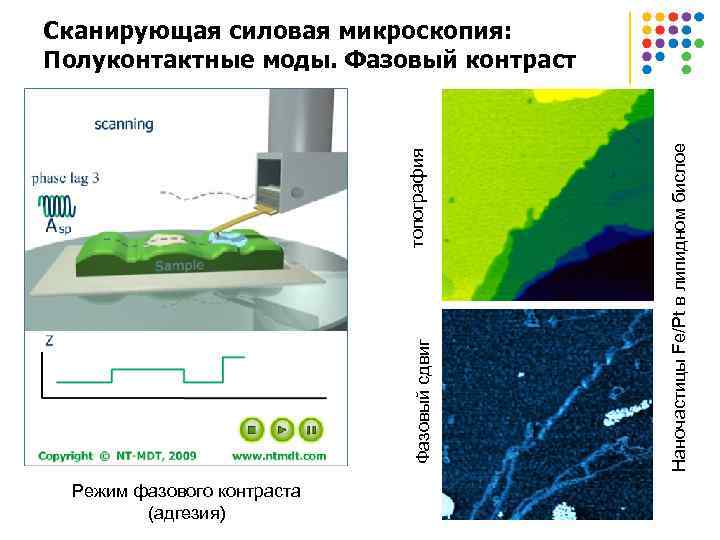Режим фазового контраста (адгезия) Наночастицы Fe/Pt в липидном бислое Фазовый сдвиг топография Сканирующая силовая