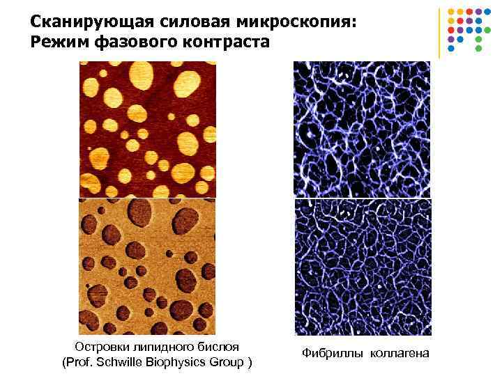 Сканирующая силовая микроскопия: Режим фазового контраста Островки липидного бислоя (Prof. Schwille Biophysics Group )