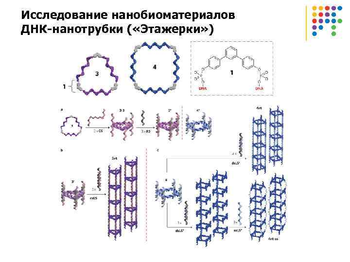 Исследование нанобиоматериалов ДНК-нанотрубки ( «Этажерки» ) 