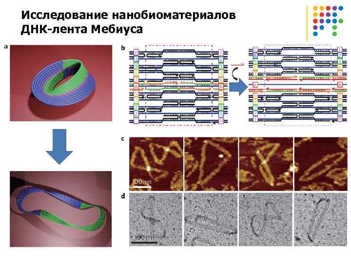 Исследование нанобиоматериалов ДНК-лента Мебиуса 