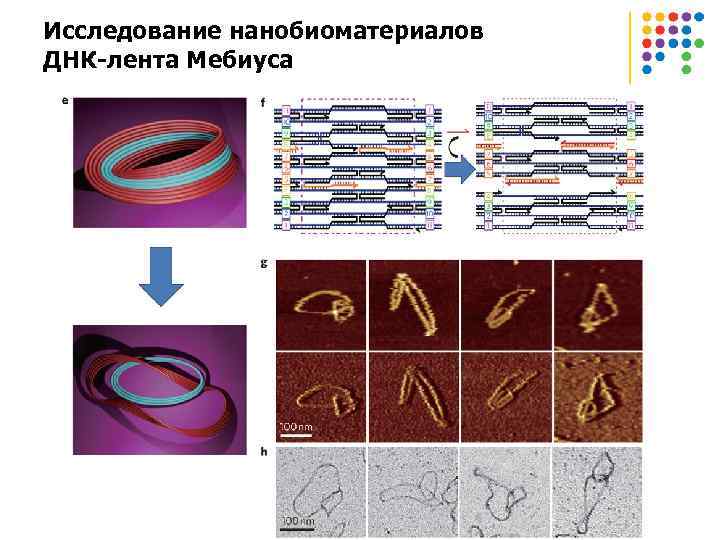 Исследование нанобиоматериалов ДНК-лента Мебиуса 