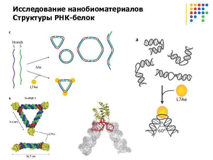 Исследование нанобиоматериалов Структуры РНК-белок 