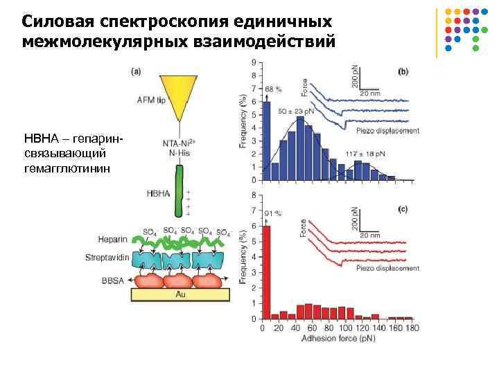 Силовая спектроскопия единичных межмолекулярных взаимодействий HBHA – гепаринсвязывающий гемагглютинин 
