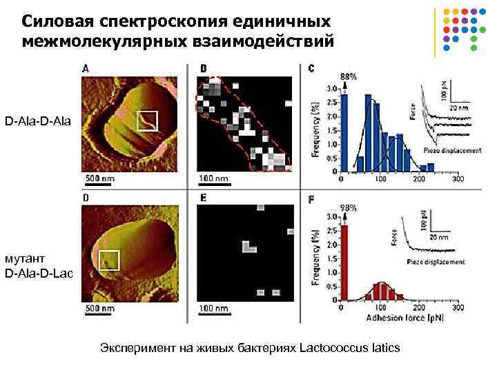 Силовая спектроскопия единичных межмолекулярных взаимодействий D-Ala-D-Ala мутант D-Ala-D-Lac Эксперимент на живых бактериях Lactococcus latics