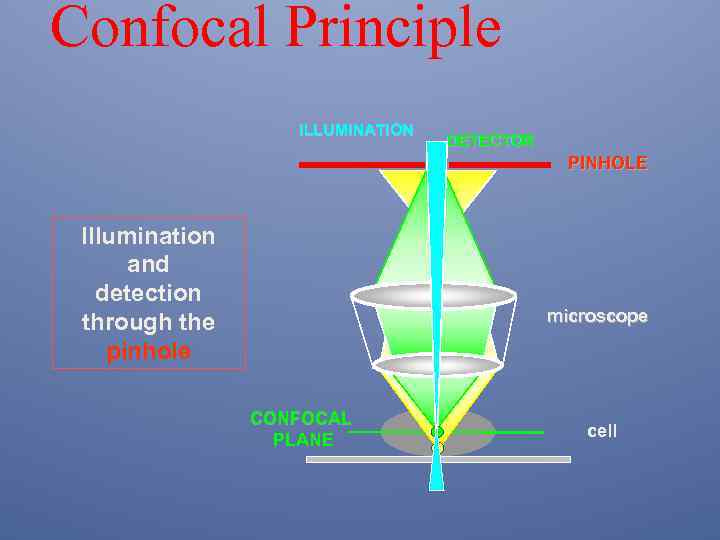 Confocal Principle ILLUMINATION DETECTOR PINHOLE Illumination and detection through the pinhole microscope CONFOCAL PLANE