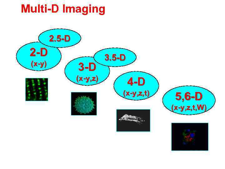 Multi-D Imaging Multi-W 2. 5 -D Over Time 2 -D (x-y) 3 -D (x-y,