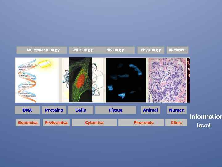Molecular biology DNA Genomics Proteins Proteomics Cell biology Cells Cytomics Histology Physiology Medicine Tissue