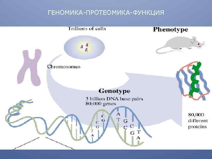 ГЕНОМИКА-ПРОТЕОМИКА-ФУНКЦИЯ 