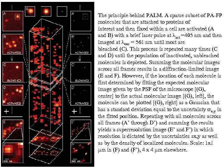 The principle behind PALM. A sparse subset of PA-FP molecules that are attached to