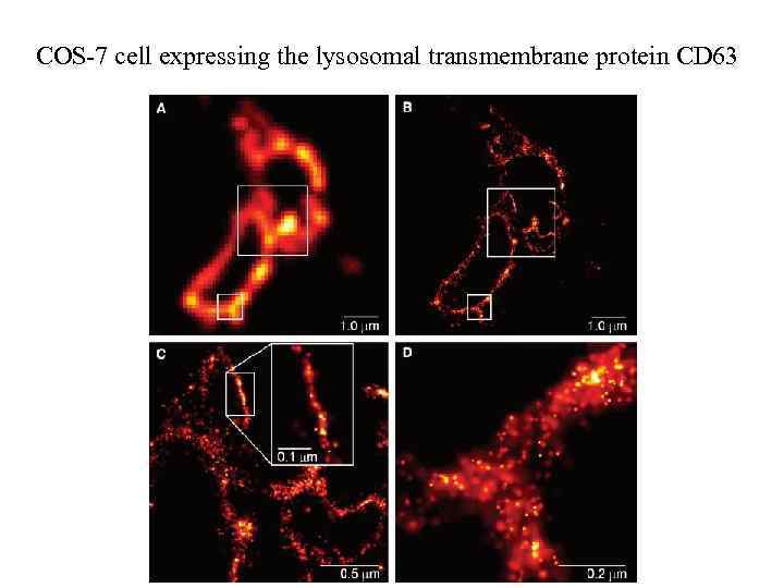 COS-7 cell expressing the lysosomal transmembrane protein CD 63 